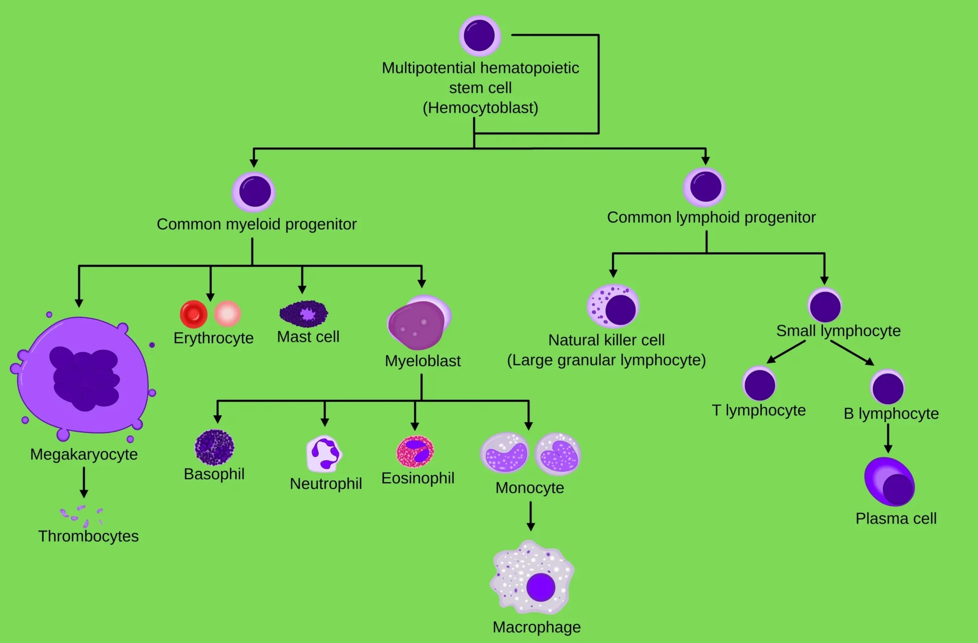 Differentiation Of Hematopoietic Stem Cells Cd 34 Easy Guide