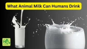 What Animal Milk Can Humans Drink