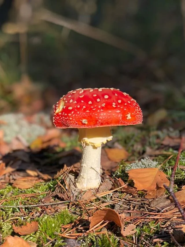 Beware Killer Mushroom Death Cap Danger