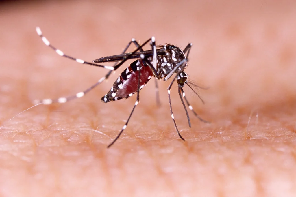  Dengue Ke Lakshan, dengue mosquito